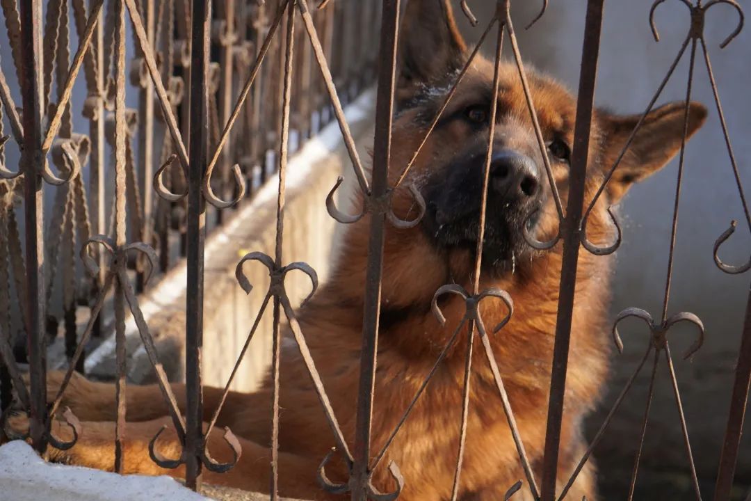 警犬刀锋现状图片