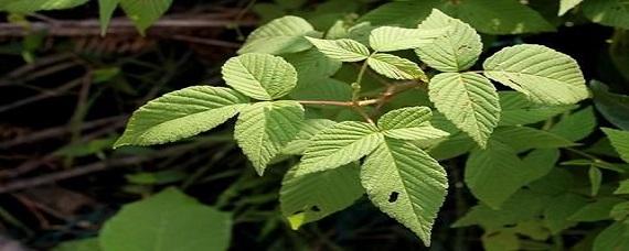 秋黄草在农村是什么草