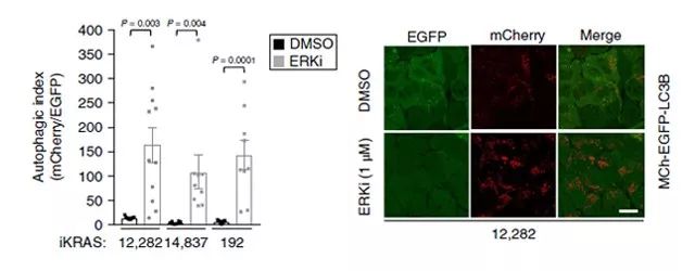 同時阻斷 erk 和自噬過程的藥物抑制劑組合有望治療 pdac|mce