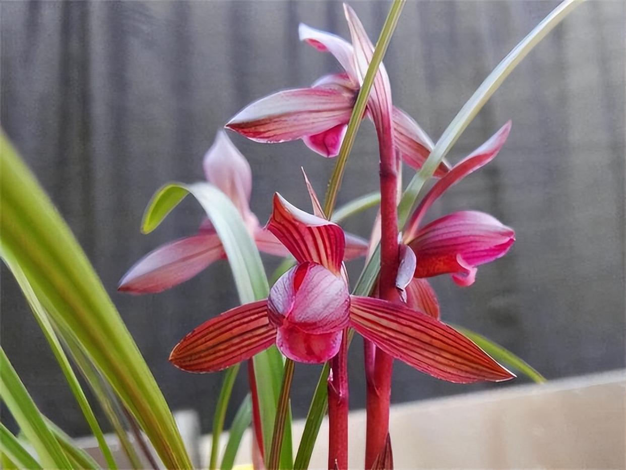 春兰十大红素之首"醉红素",红杆红花,兰香芬芳,新手养兰首选