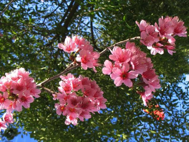 cop15丨公认绿春最迷人的地方,来一起"云"看风景