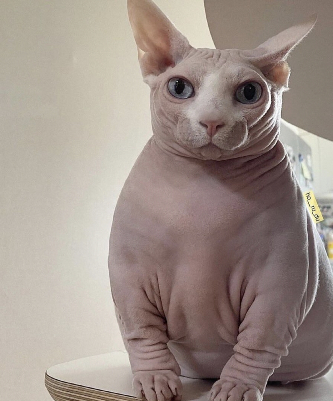 原来"无毛猫"缺点这么多,难怪养过的人,都说不会再养了