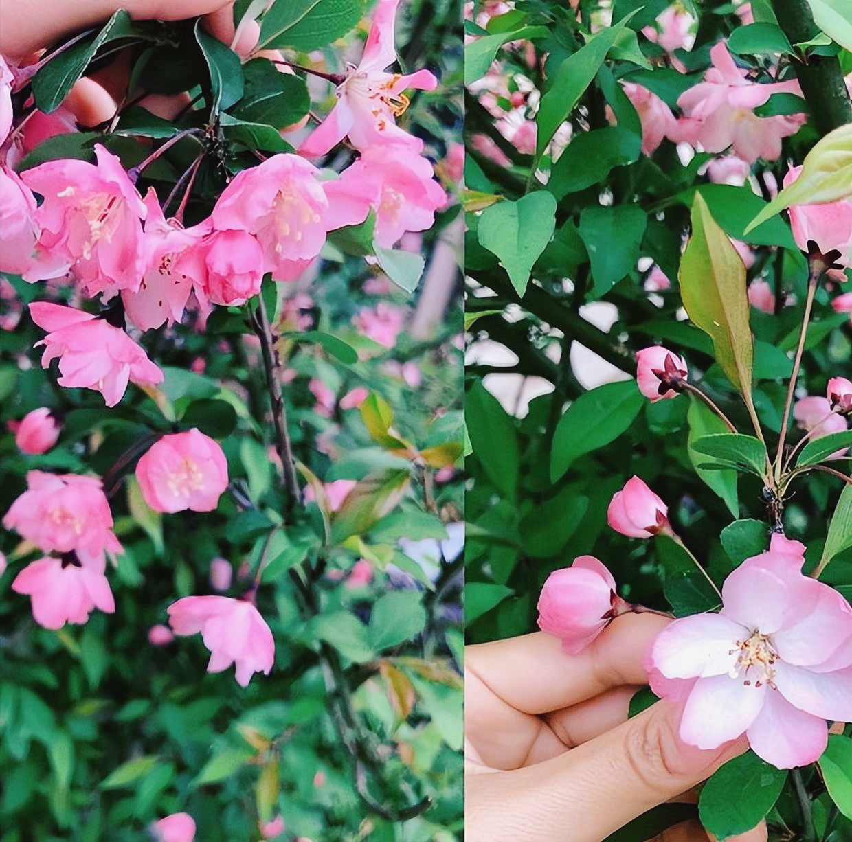 张馨予晒出"豪宅庭院",自耕自足,花果满仓,一看就不是摆拍!