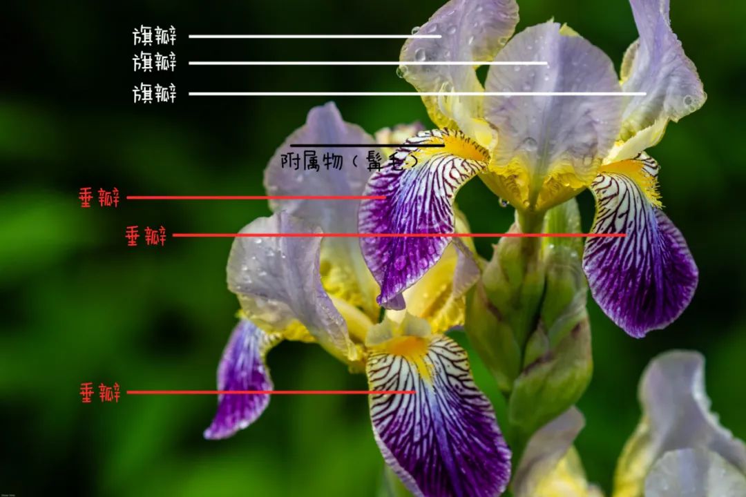 你可能不知道,鸢尾不是一种植物