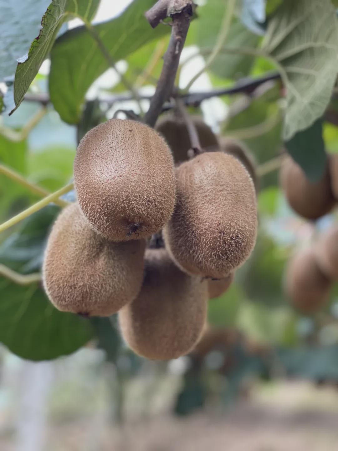 辰颐物语周至猕猴桃冬季最美的礼遇