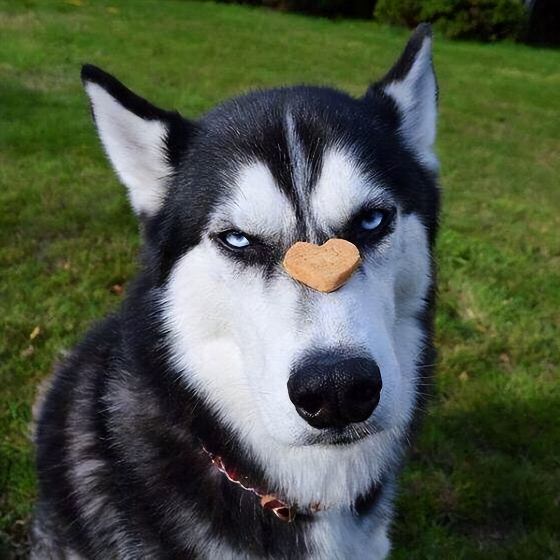 性格奇特的6种狗狗,养起来会觉得"很累"!