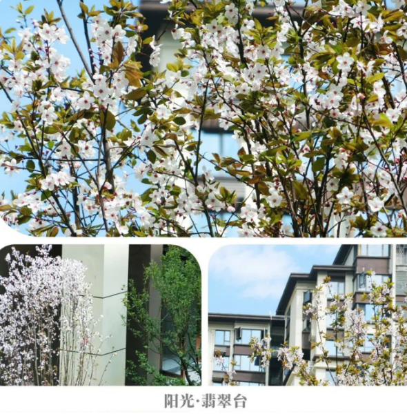 阳光大地置业集团阳光物业邀你共赴一场春天之约