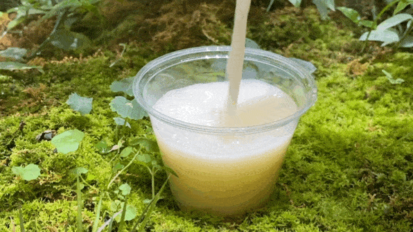 一介布衣山油柑的晋升史