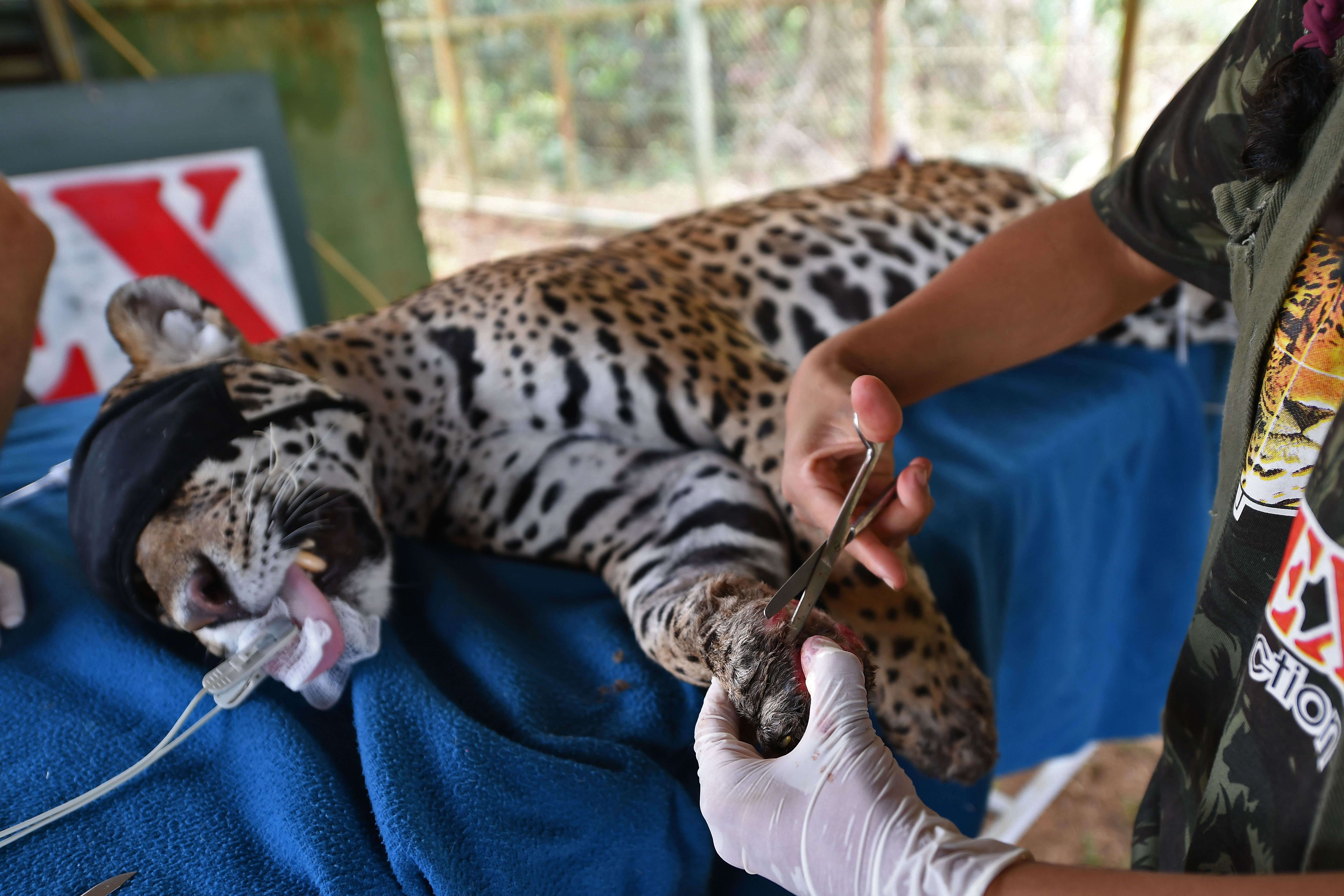 救治受伤的美洲豹(2)