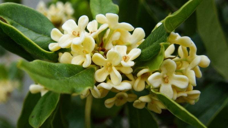 桂花的种类有哪些(桂花的种类有哪些长势快慢的)