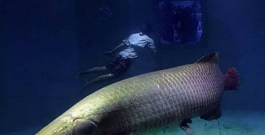 十大名贵淡水观赏鱼排行榜最新