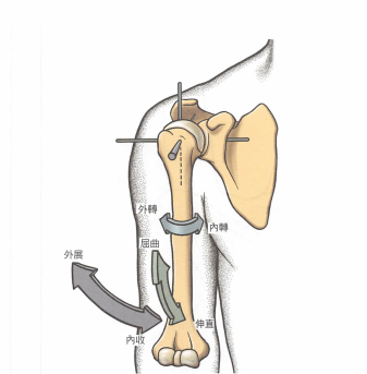 肩肱节律对上肢的影响