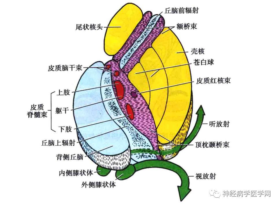 基底节内囊图片