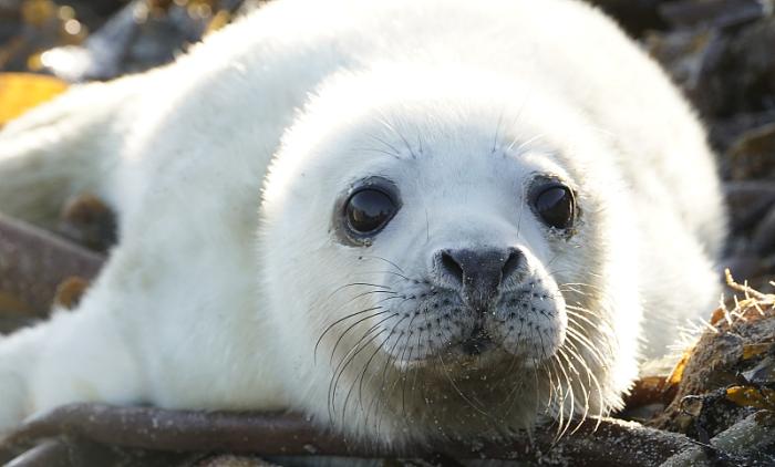 盘点全球十大最不怕冷的动物