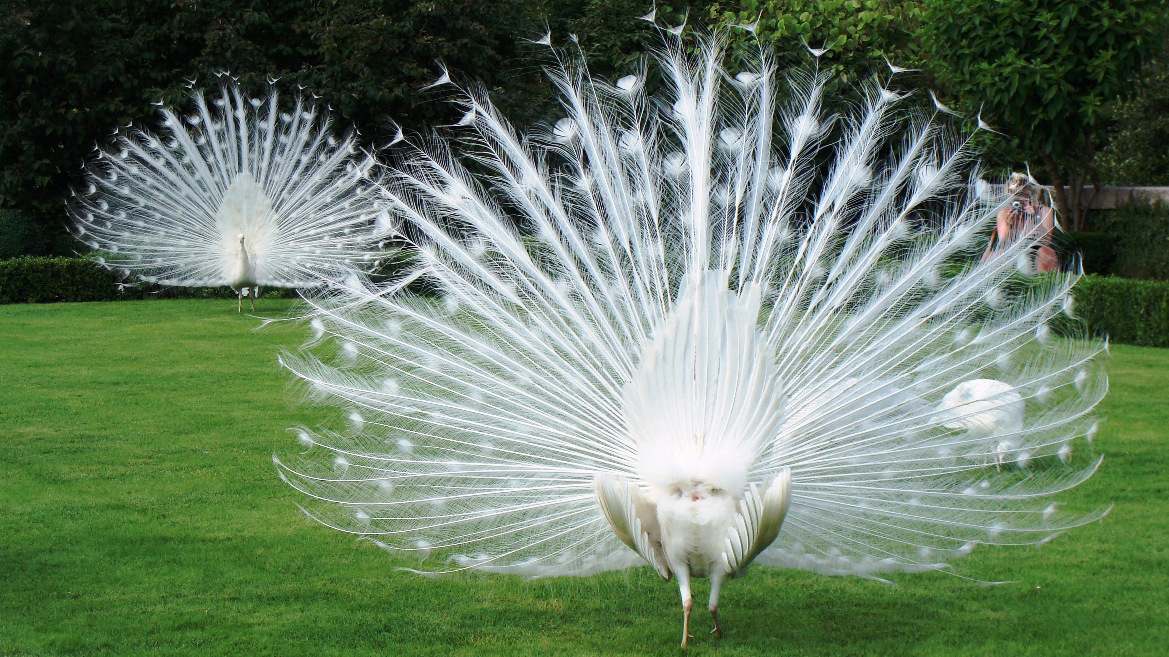 世界十大最漂亮的动物