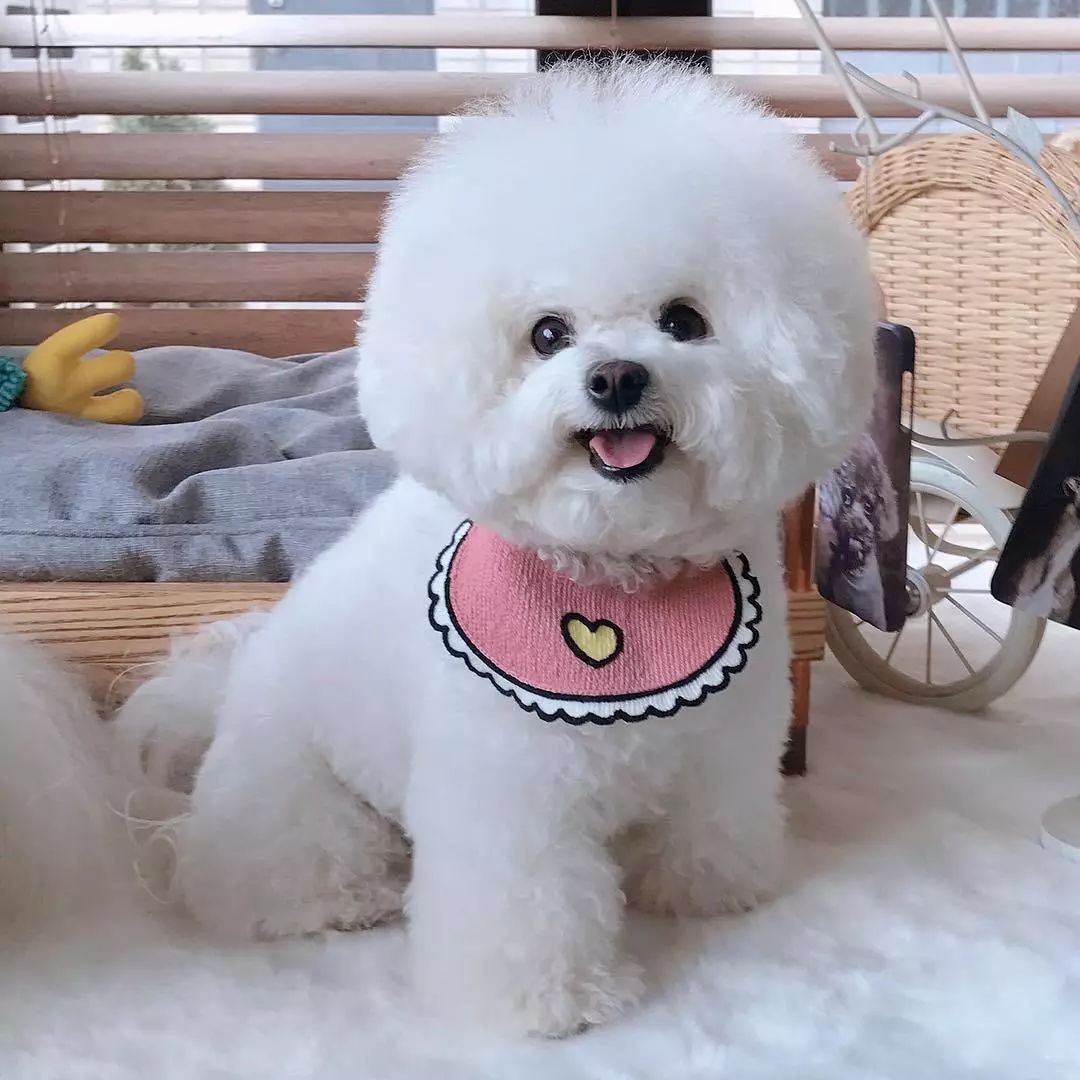 这几种狗不能成为流浪狗,一旦被抛弃,根本无法生存