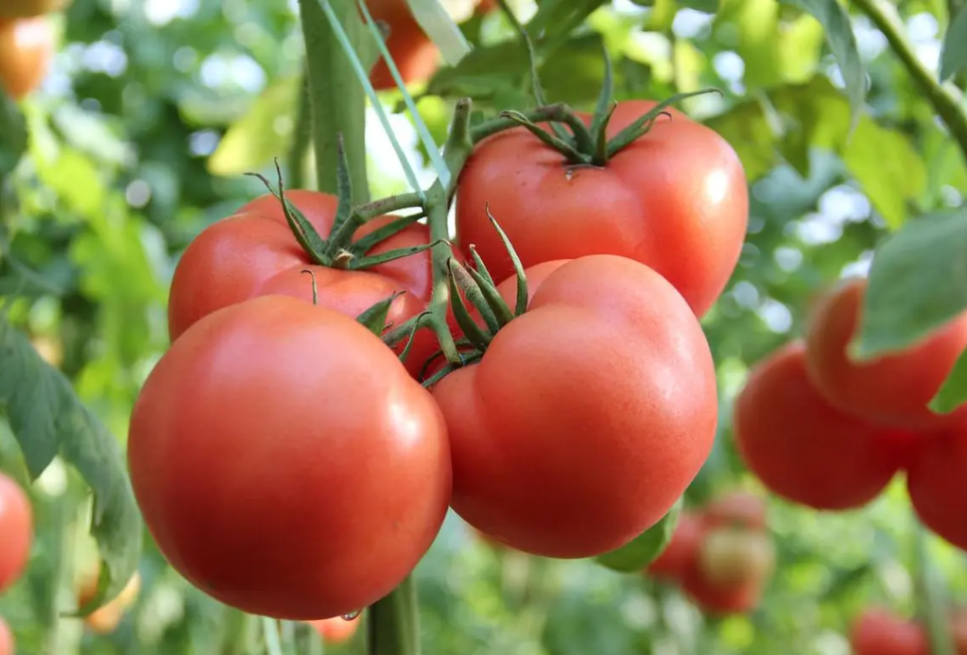 夏天寄生虫最多的4种蔬菜,肉眼看不到,烫不死,很多人却爱生吃