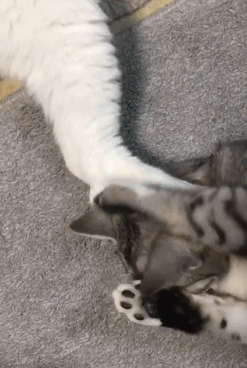 当我们"亲吻"猫咪的时候,在它眼中,是善意的表现吗?