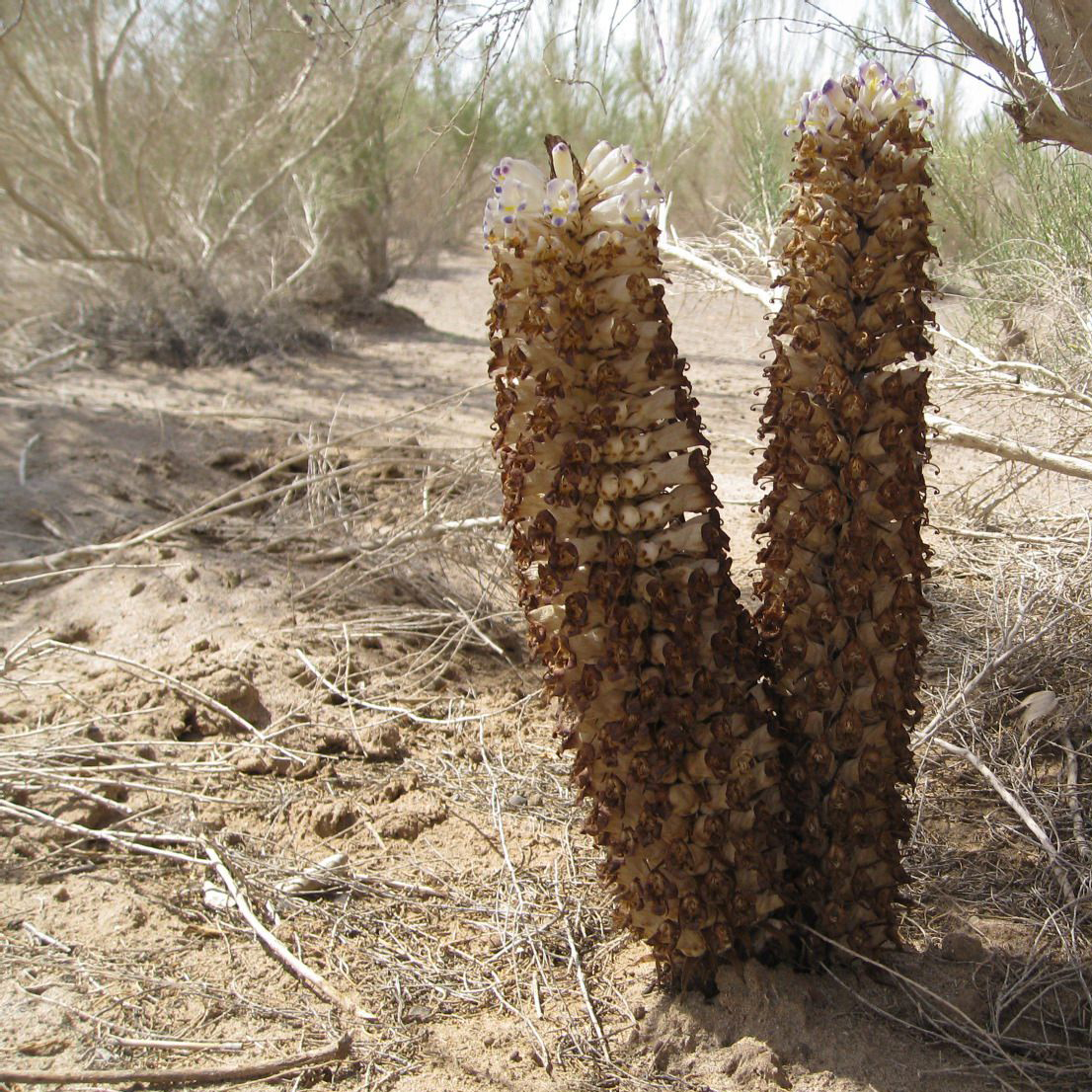 内分泌失调怎么调理?吃肉苁蓉调节内分泌促进代谢!