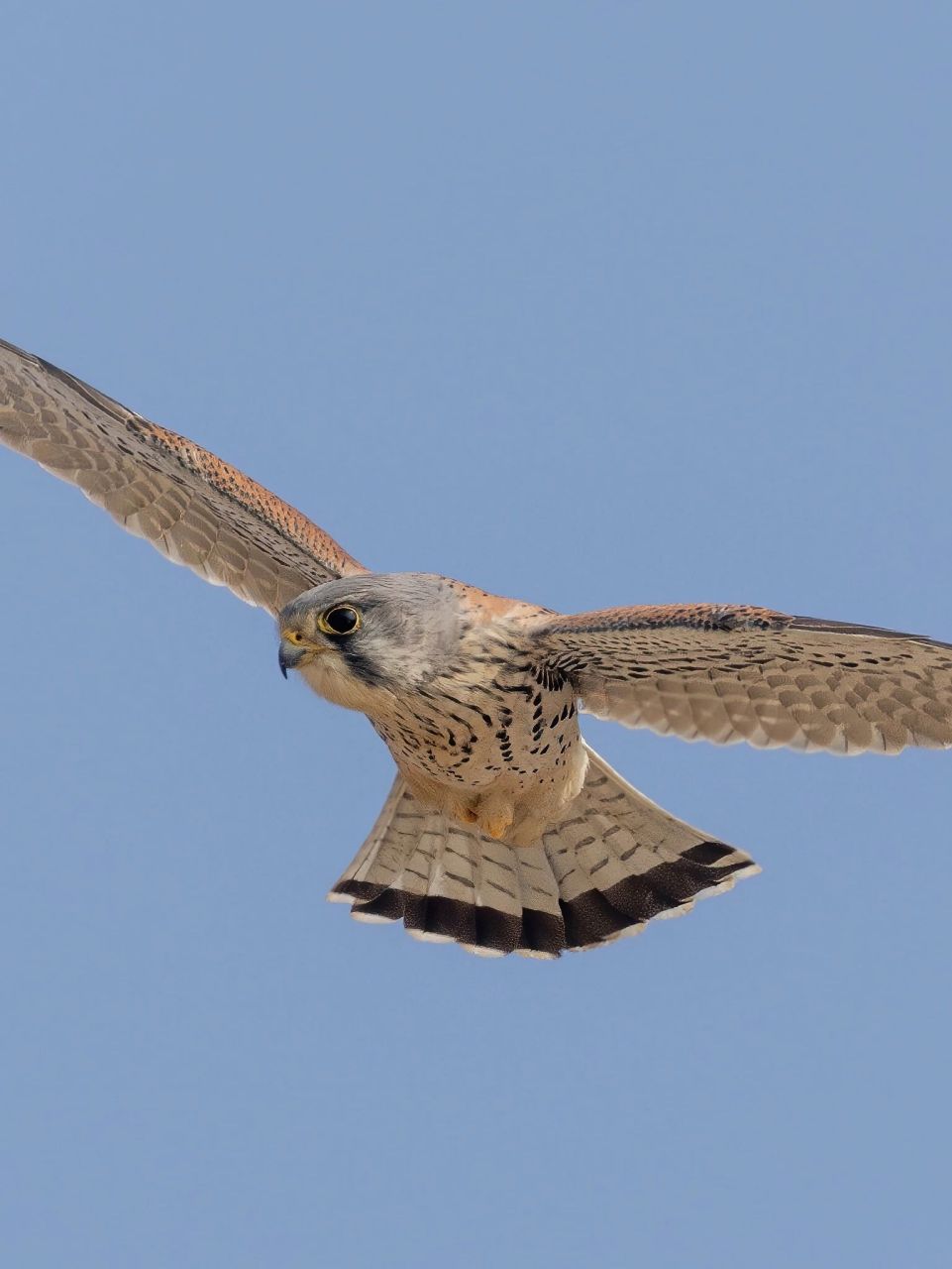 正好在我头顶悬停的红隼!