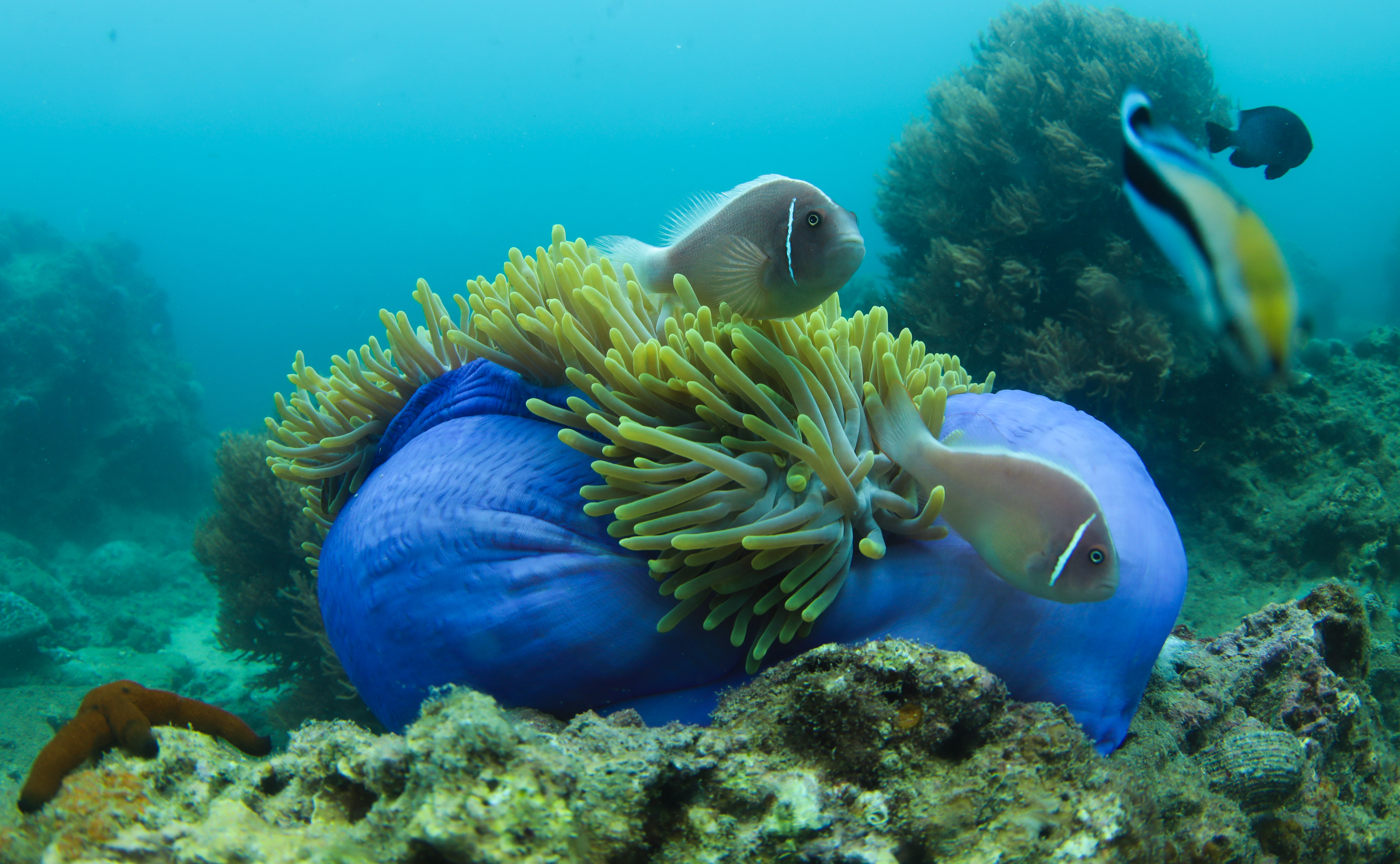 海南三亚:中国首个热带海洋牧场雏形初现(1)