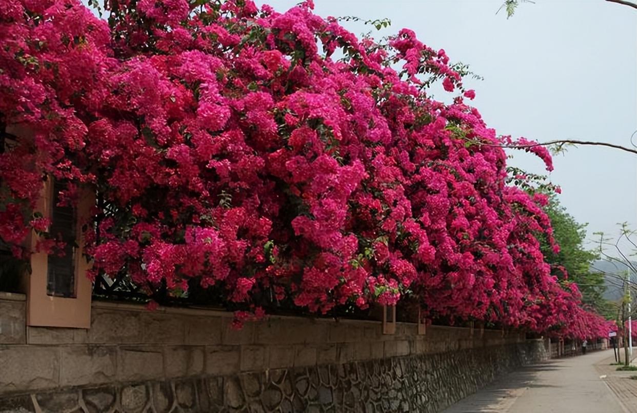 可花开满墙的巴西三角梅!不惧寒冷长势好!