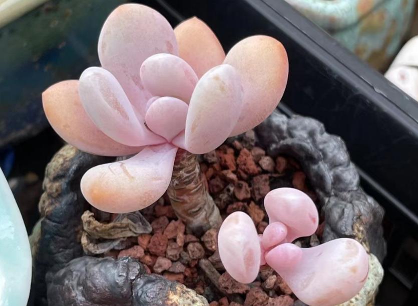 多肉中的"2只兔"——粉兔跟雪兔,养好了一个粉一个白超可爱!