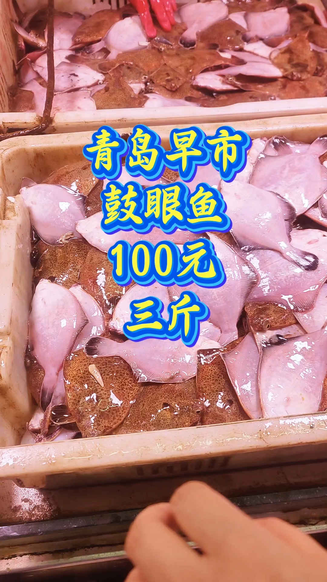青岛早市,新鲜的鼓眼鱼,100元三斤,一斤四五条