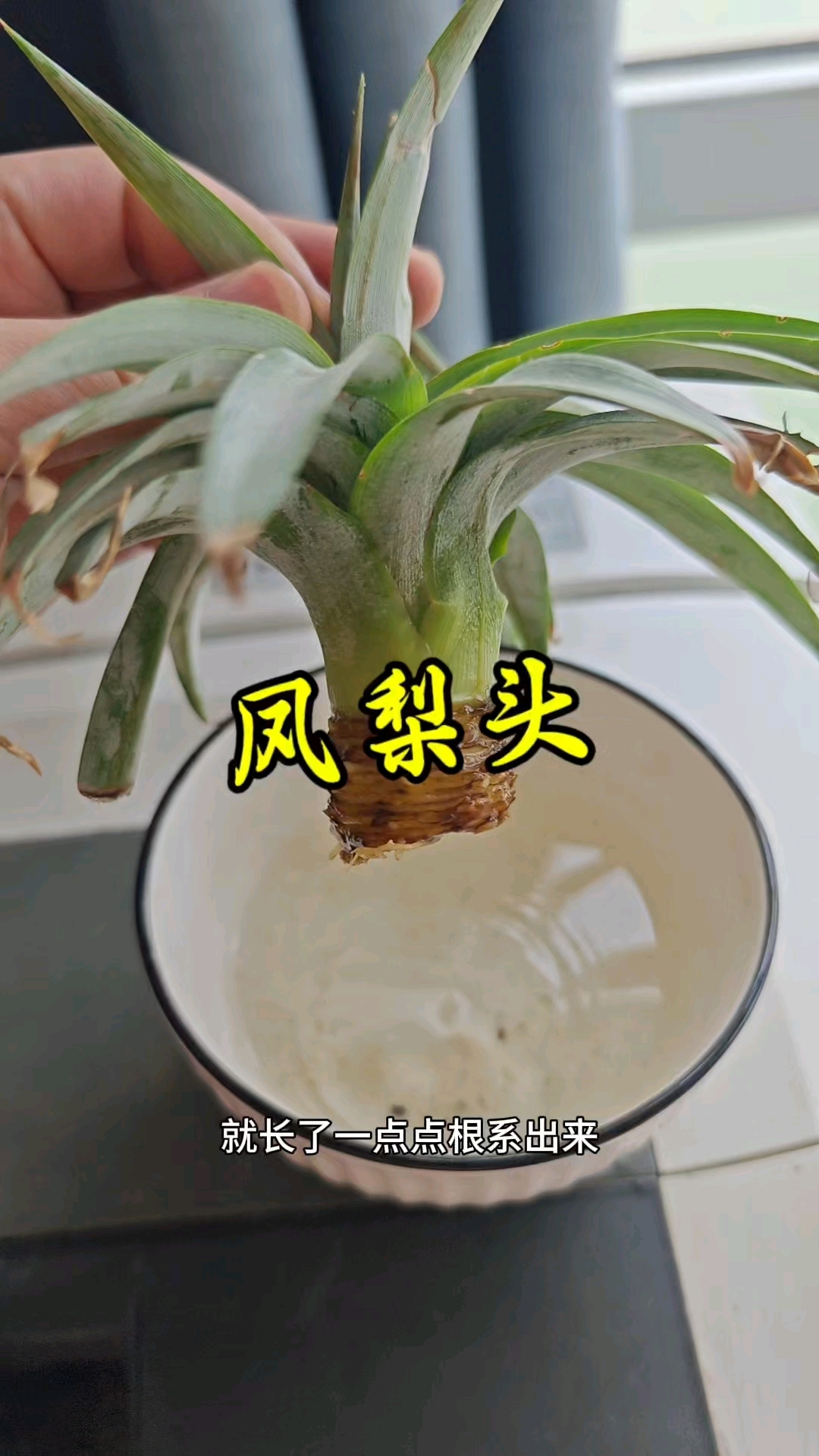 种一个凤梨头#凤梨头盆栽种植