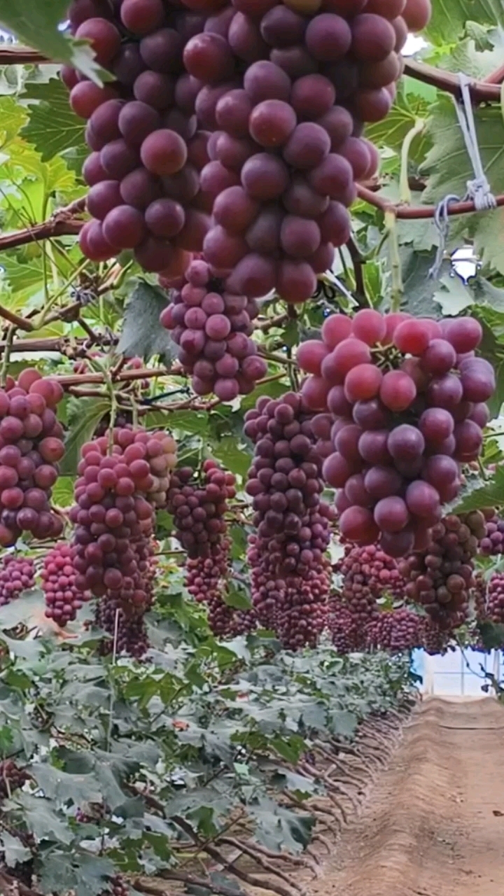 辽峰葡萄苗,基地直发