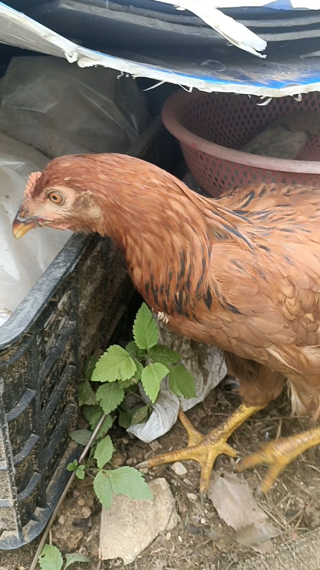 鸡嘴上眼上伤,不知道怎么伤的