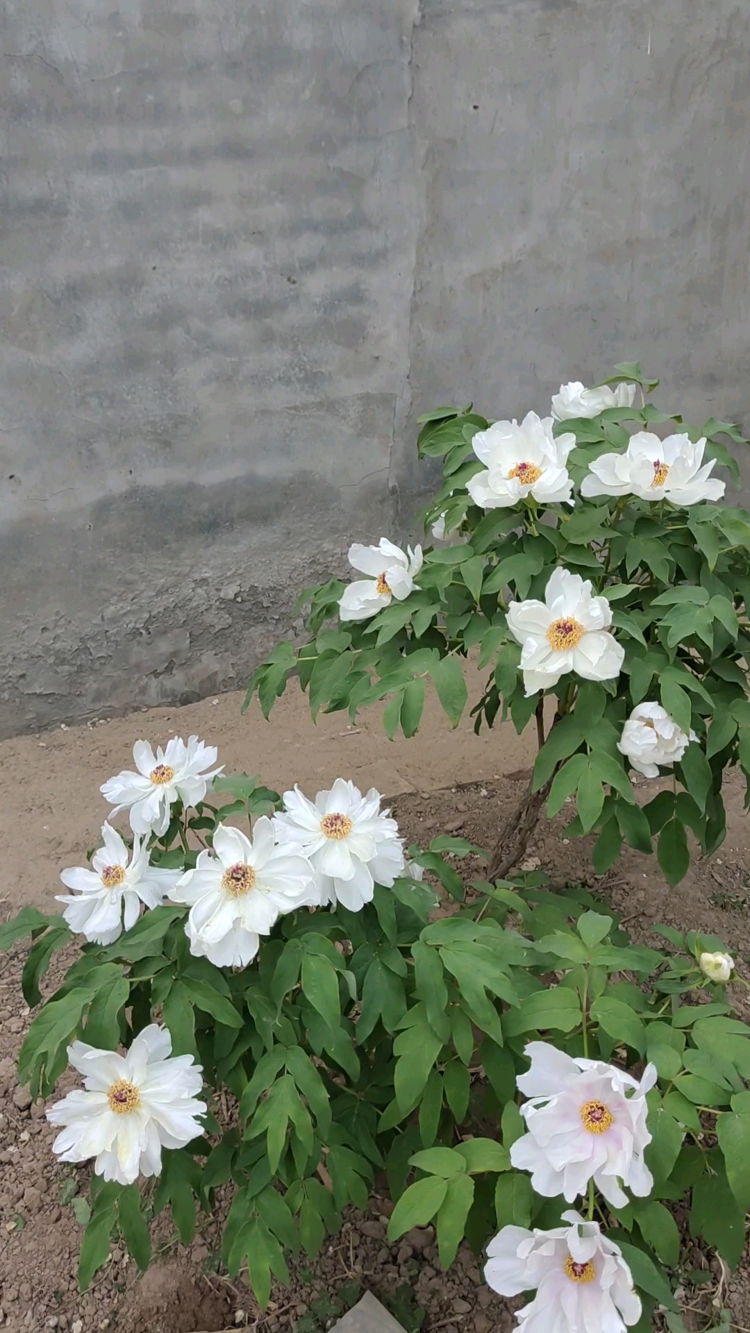 五年前从宿迁3元买的小凤仙,现在真是仙气飘飘