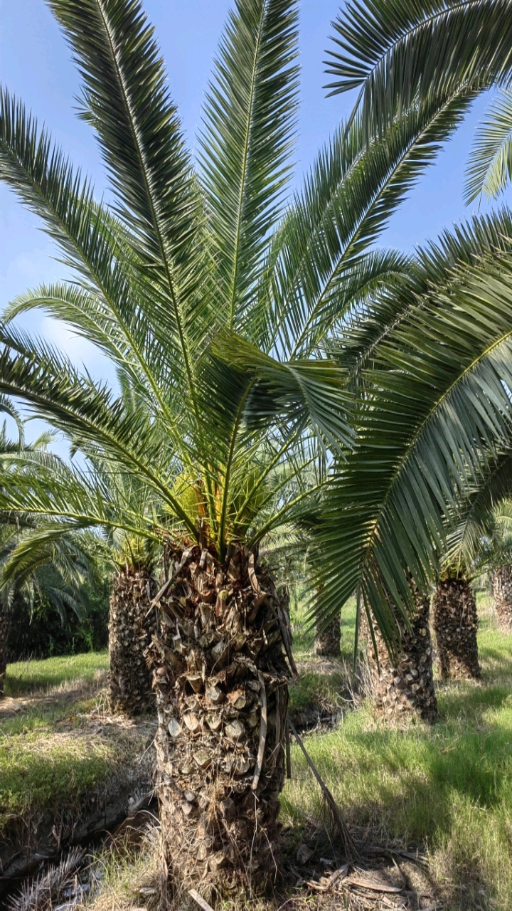 专业户棕榈科加拿利海枣