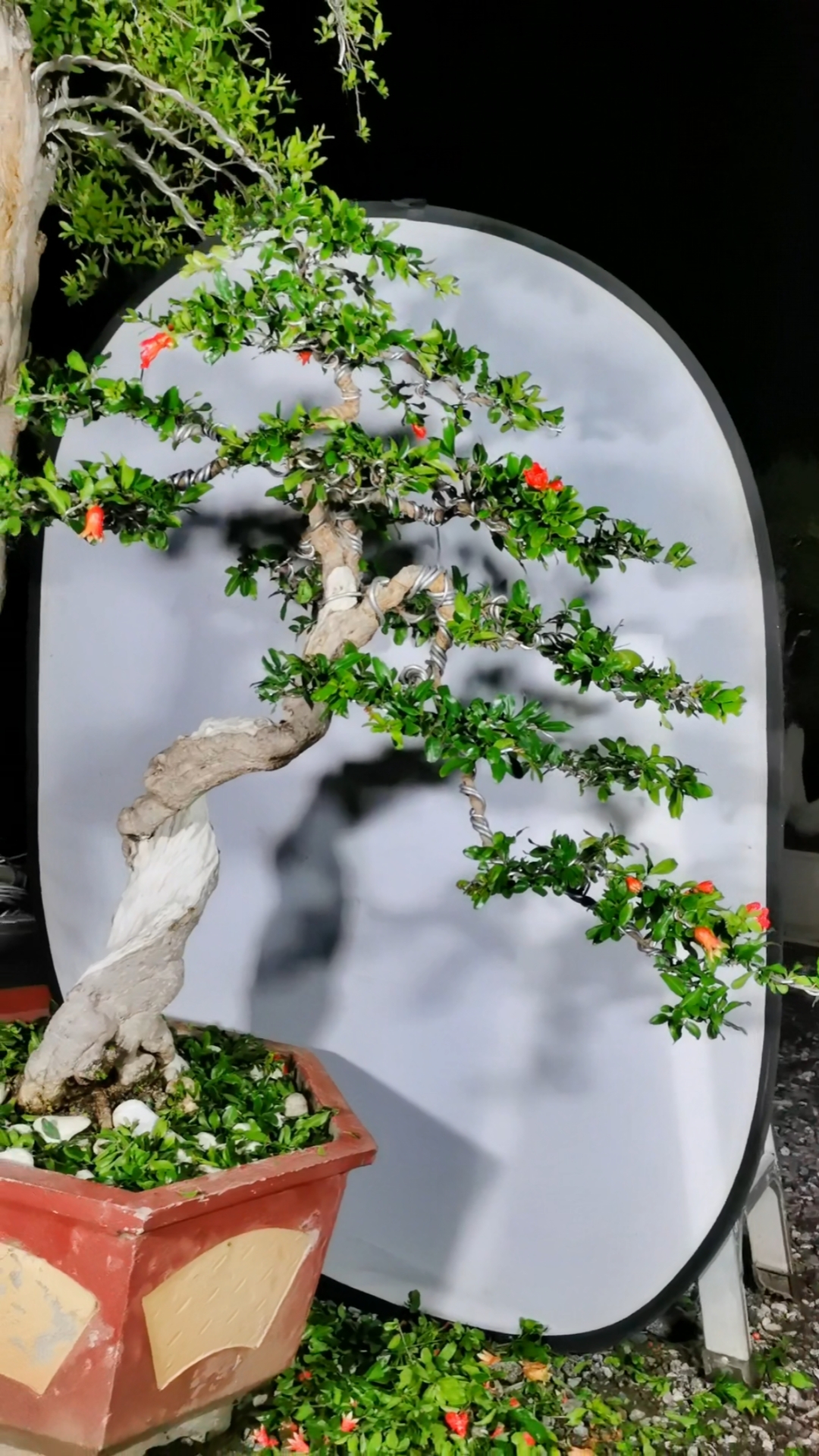 精品石榴盆景舍利桩