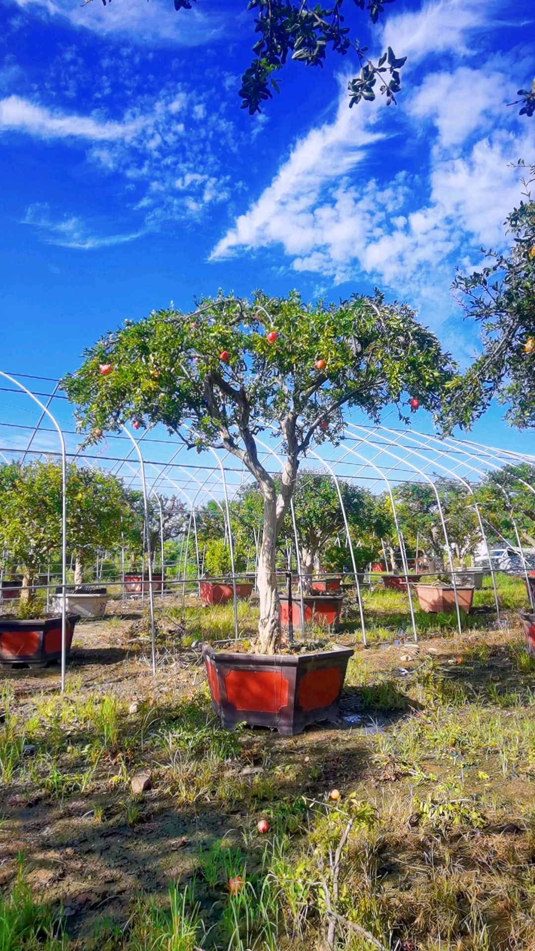 庭院石榴景观树伞状造型