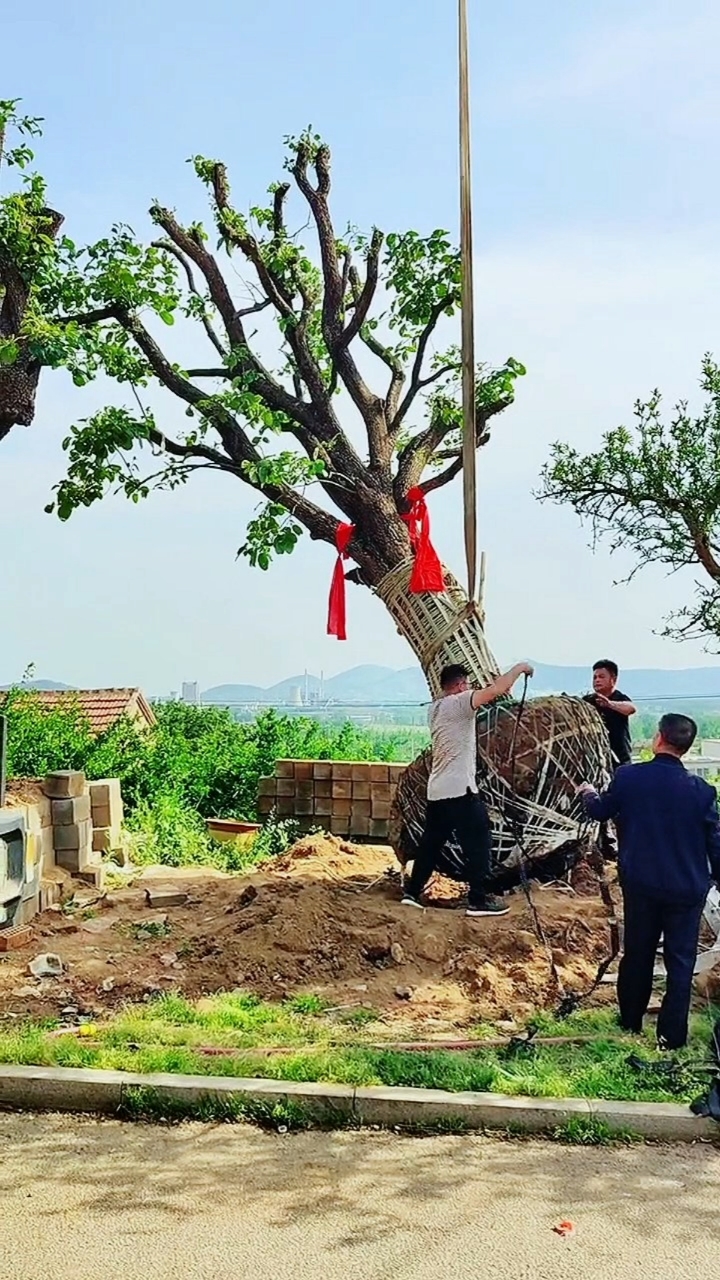 精品老桩柿子树出嫁远方