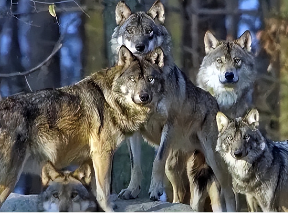 等级森严的狼群有多厉害?狼王的一声嚎叫,就能召集小狼合力捕猎