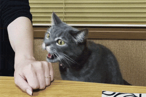 如何让猫更爱我?7条得到科学认证的小建议