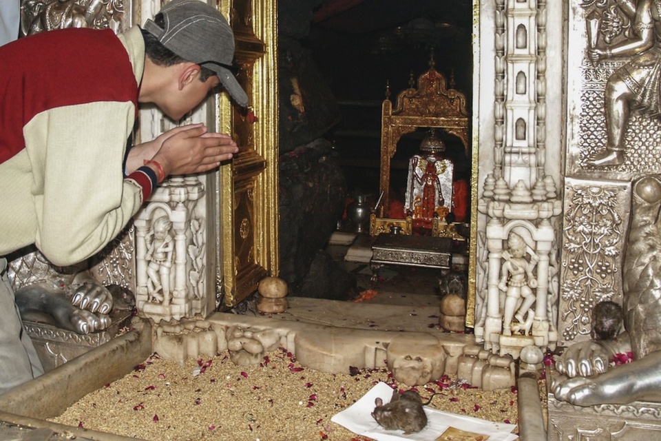 世界上最舒服的老鼠,在印度这个庙过着神仙日子