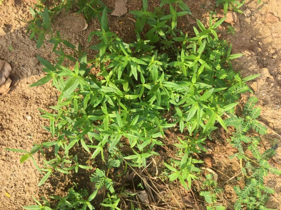 这种可治蛇毒的药用植物,在农村很常见,却没有人知道它的来头
