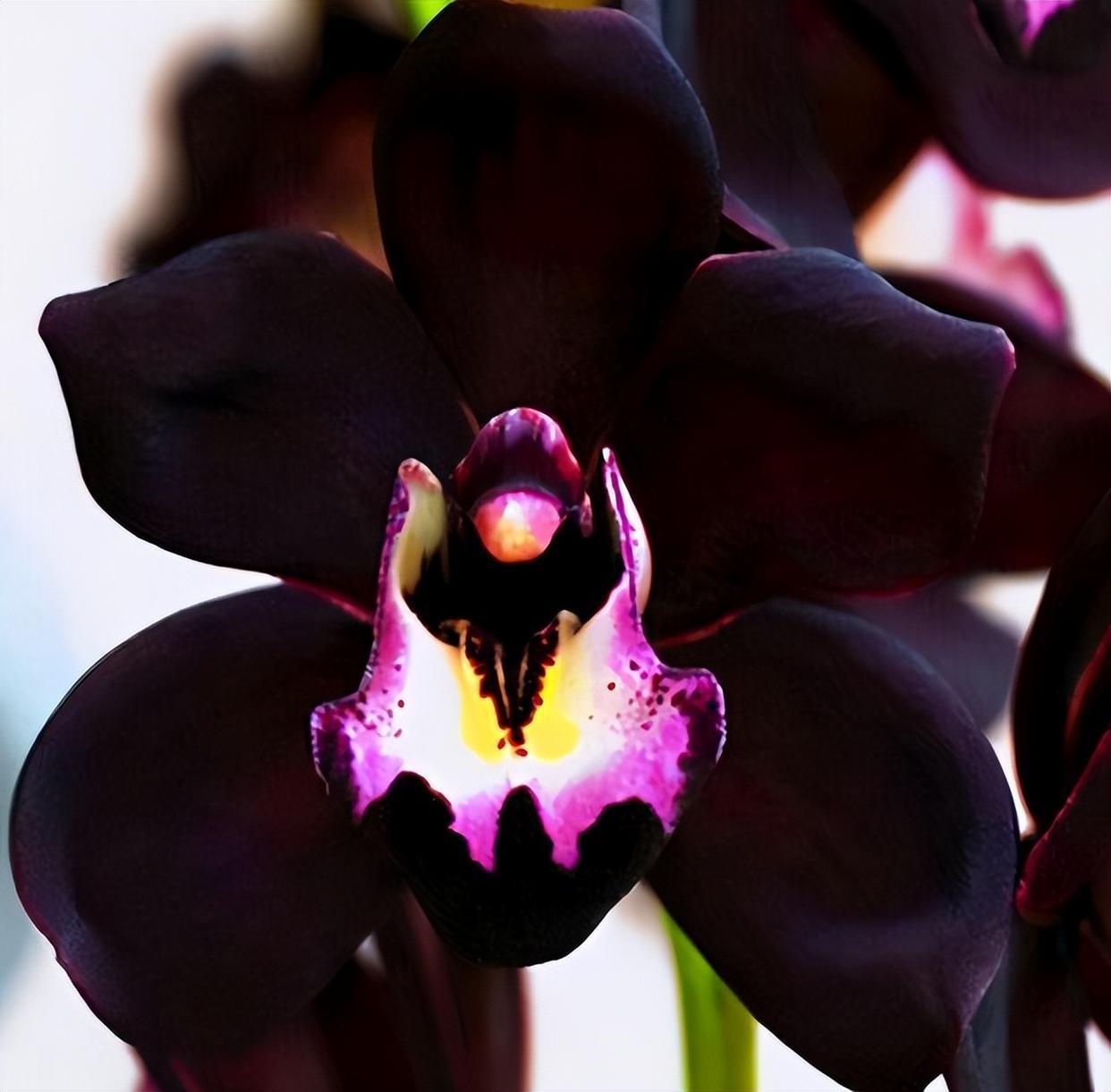 墨兰新宠—黑雪姬,花色罕见,兰香诱人,摆一盆很高雅