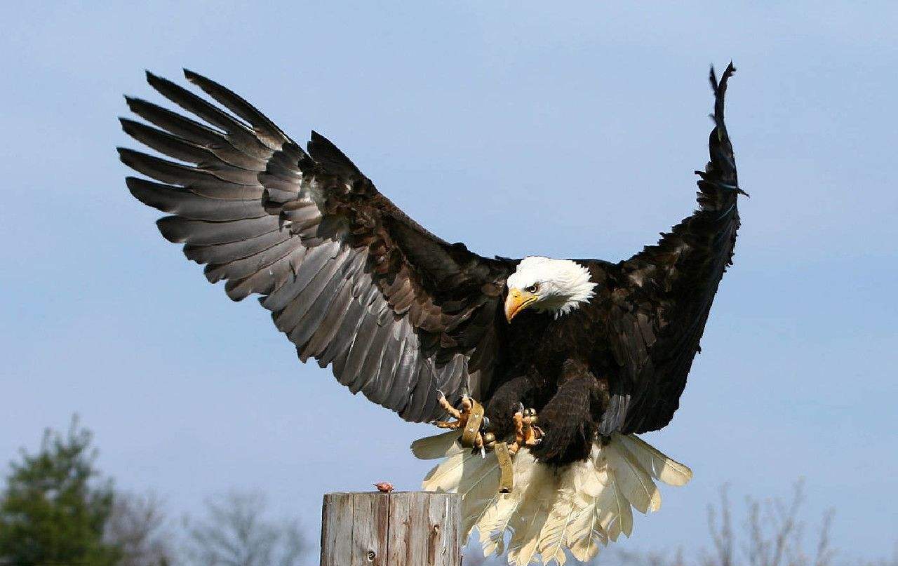 实拍老鹰捕捉山羊,结果抓羊不成,差点被ko