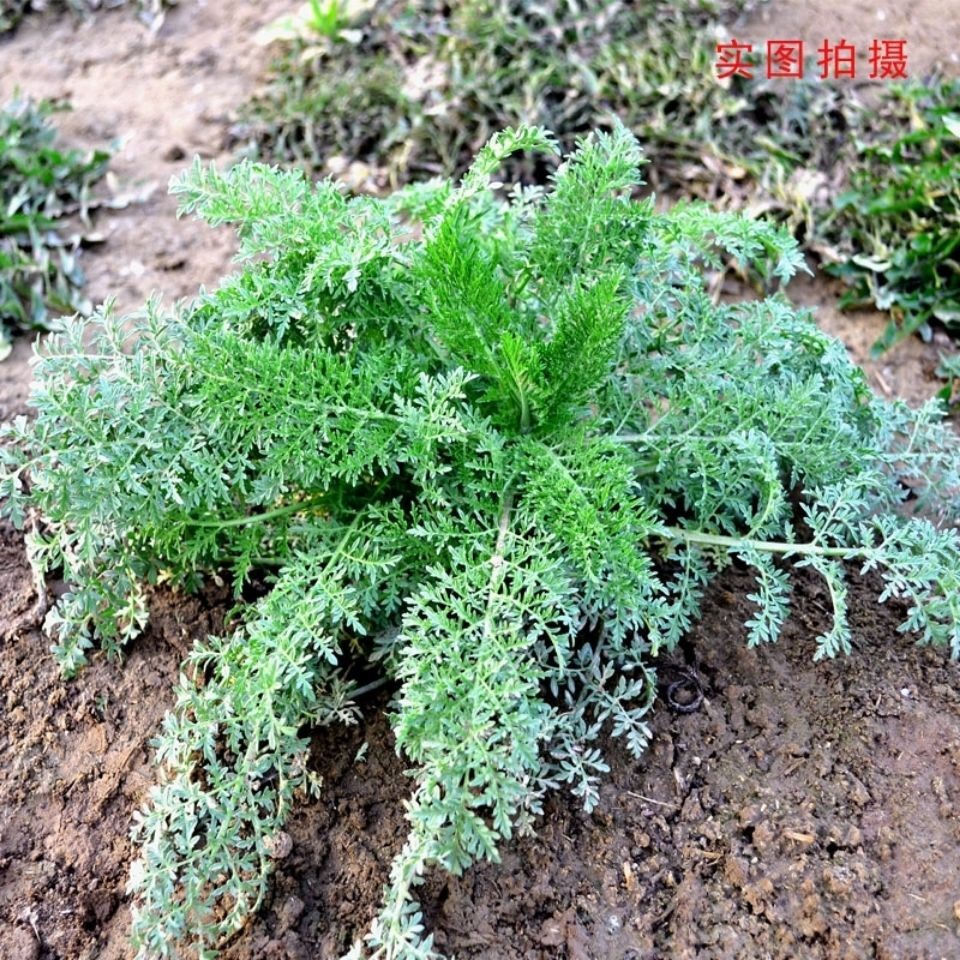 农村麦田里的麦蒿,看似不起眼,煮水作用却厉害了,看到请重视