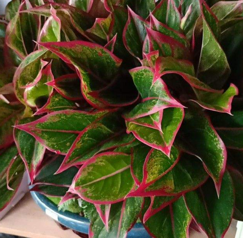 种盆彩叶万年青,装饰作用强,寓意吉祥如意!