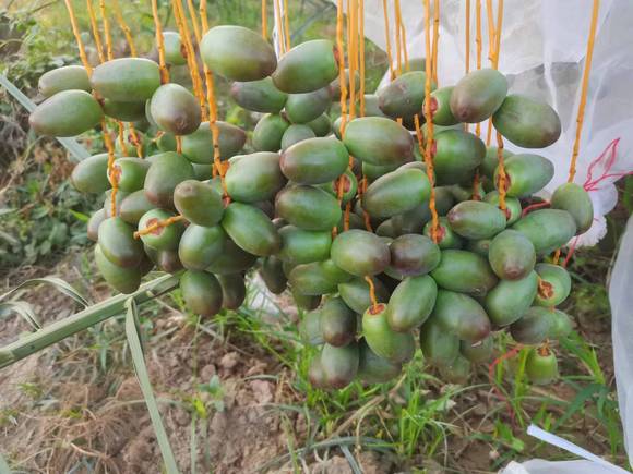 水果种植新行业,广西椰枣成功挂果,又将增加一种好吃的水果了.