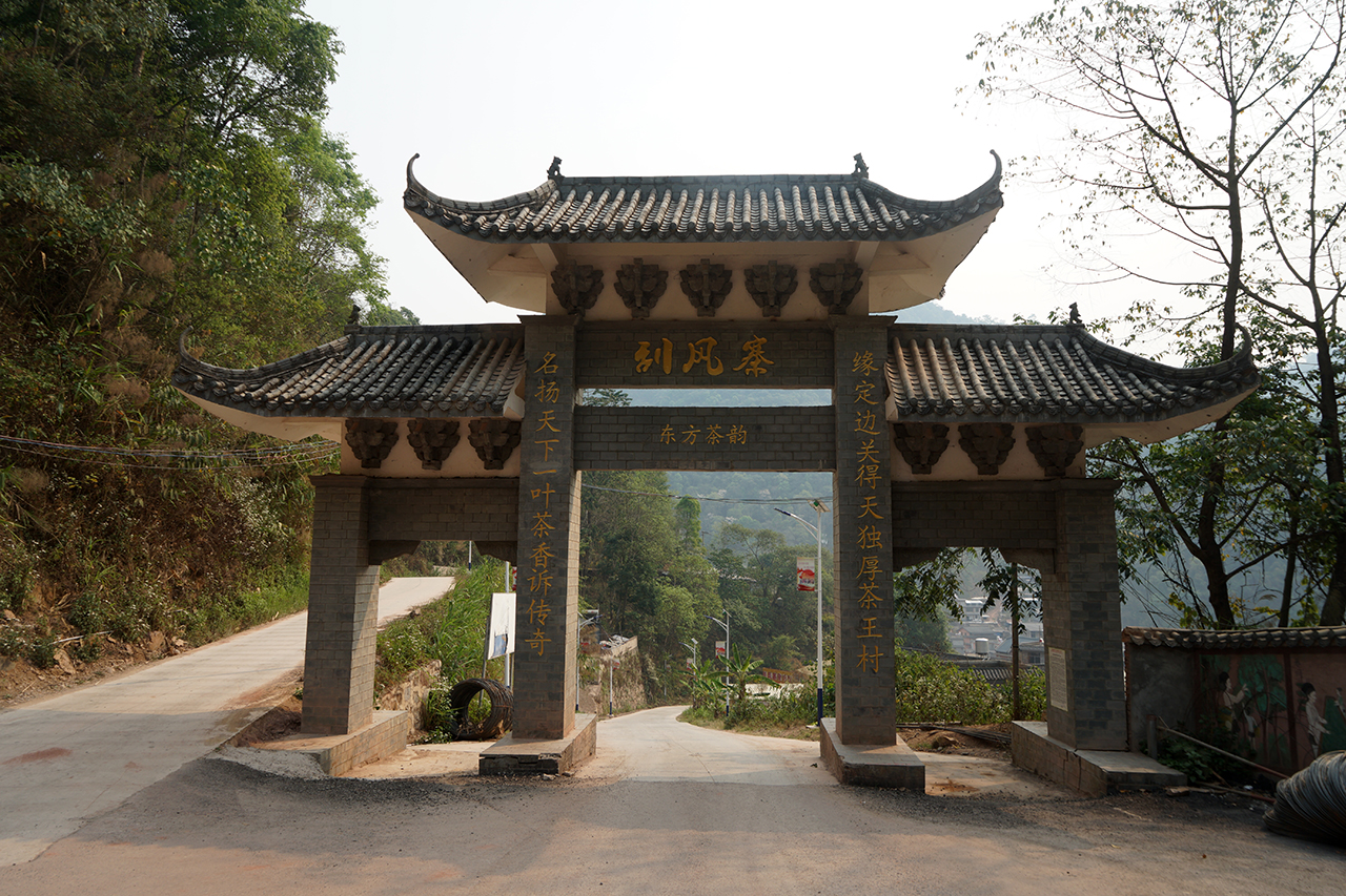 四条干货深度解读易武茶王刮风寨