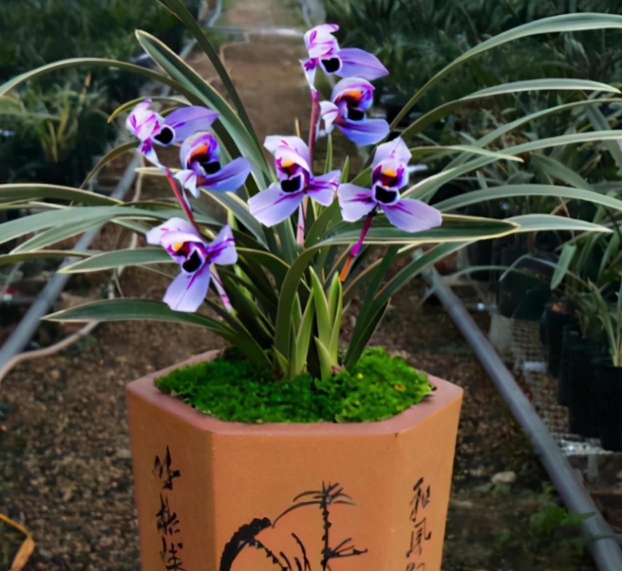 建兰色花第一名品"紫月荷",姿态优美,兰香扑鼻,养兰首选