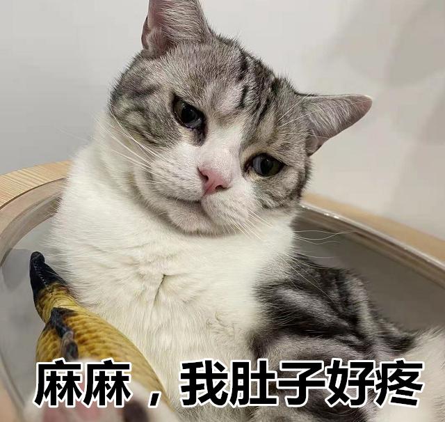 猫腹痛的姿势图片图片