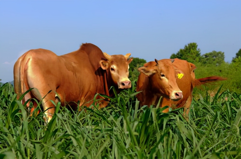 为什么黄牛和水牛不能杂交?如果能,你见过吗?长啥样?