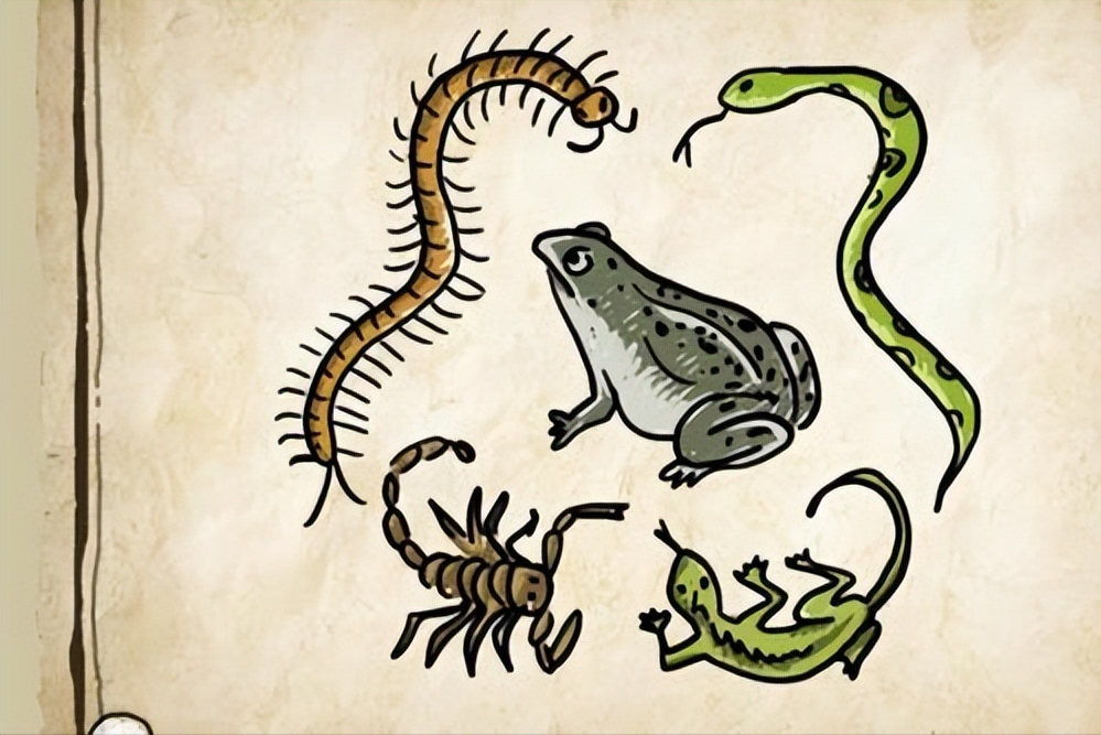 民间的五毒是哪五种动物?搞不清楚很容易闹出笑话的